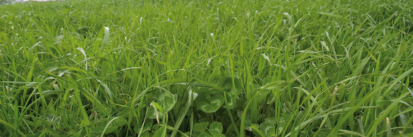 Plant Growth Promoter